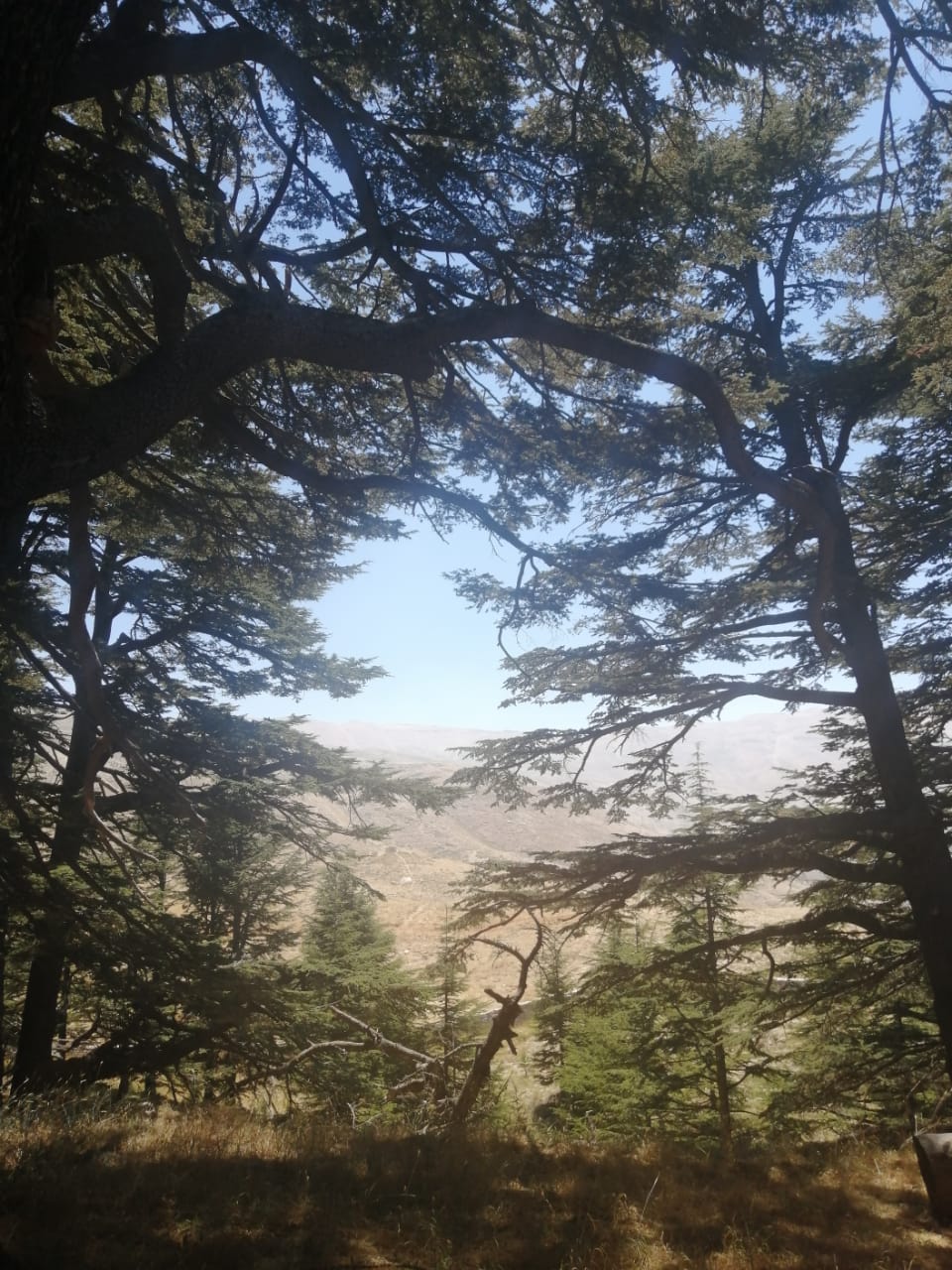 Cedars of god – bsharri