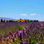 Choueiri Lavender Farms