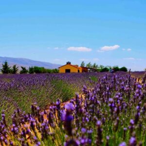 Choueiri Lavender Farms